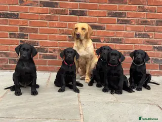Labrador Retriever dogs Black KC working Labrador puppies - Advert 12