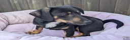 Mixed Breed dogs for sale: Unique Litter Miniature Dachshund & "Dameranian" - Advert 7