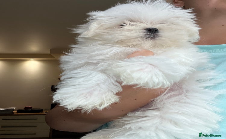 Maltese dogs - Advert 2