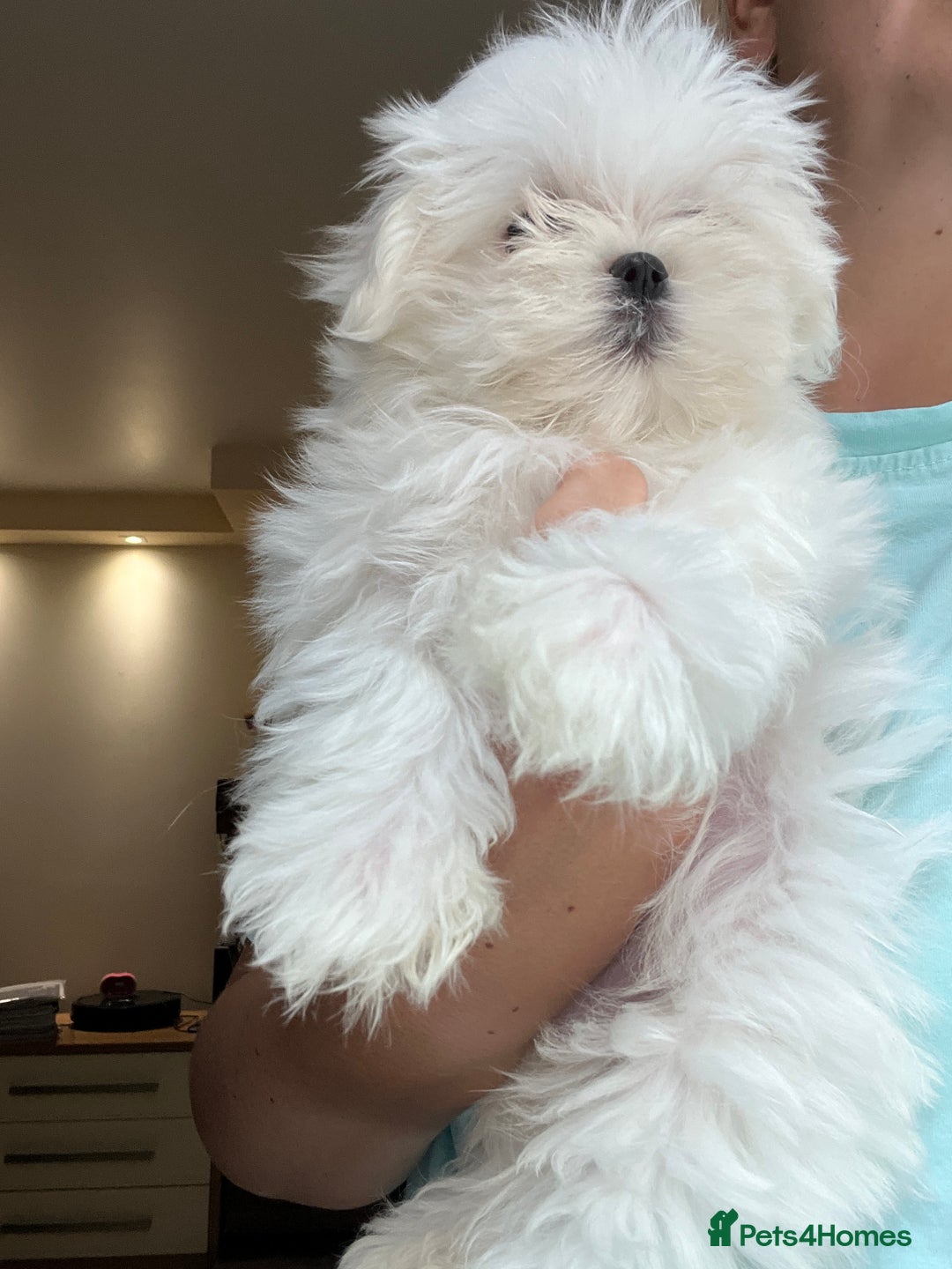 Maltese dogs for sale: One girl and boy available  - Image 1