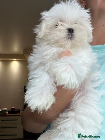 Maltese dogs - Advert 2