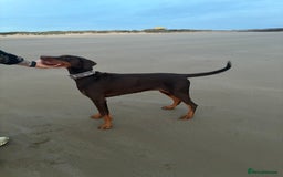 Dobermann dogs for sale: Doberman - Image 6