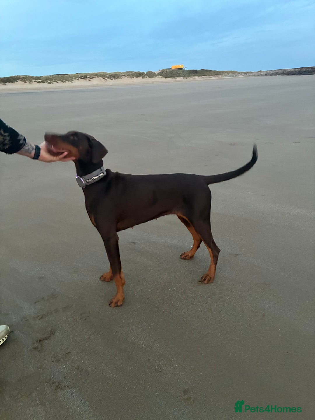 Dobermann dogs for sale: Doberman - Image 6