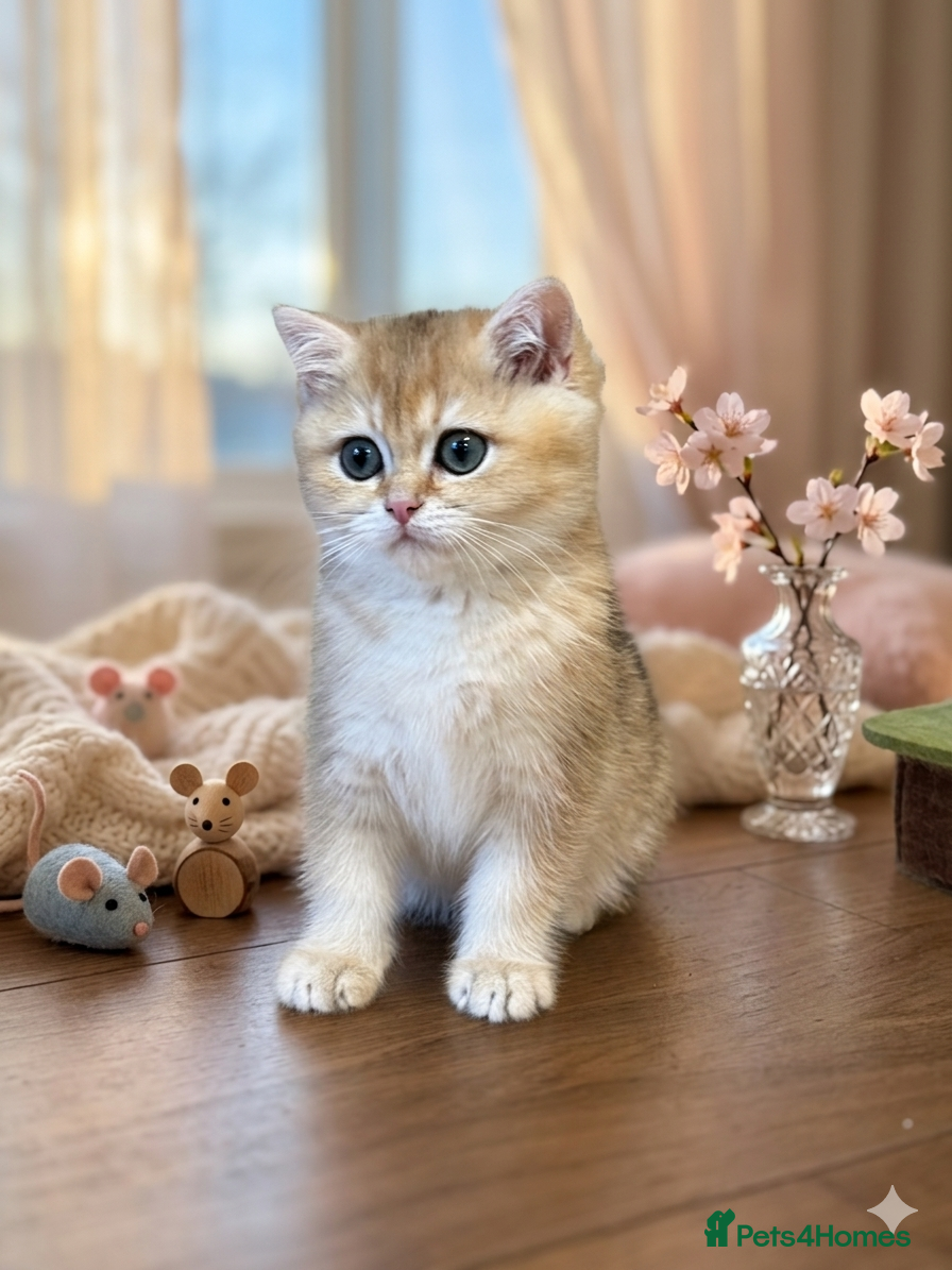 British Shorthair cats 🌟3 Adorable Golden BSH kittens left 🌟 - Advert 9