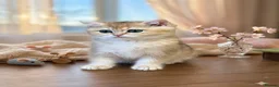 British Shorthair cats for sale: 🌟3 Adorable Golden BSH kittens left 🌟 - Advert 1