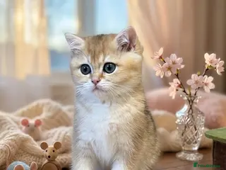 British Shorthair cats 🌟3 Adorable Golden BSH kittens left 🌟 - Advert 9
