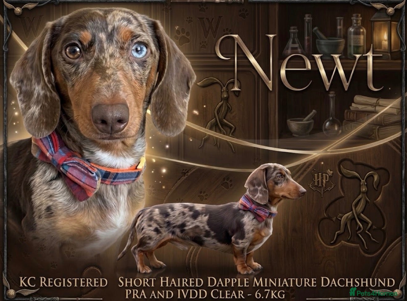 Miniature Dachshund dogs Rare Eyes Miniature Dachshund Stud - Advert 2