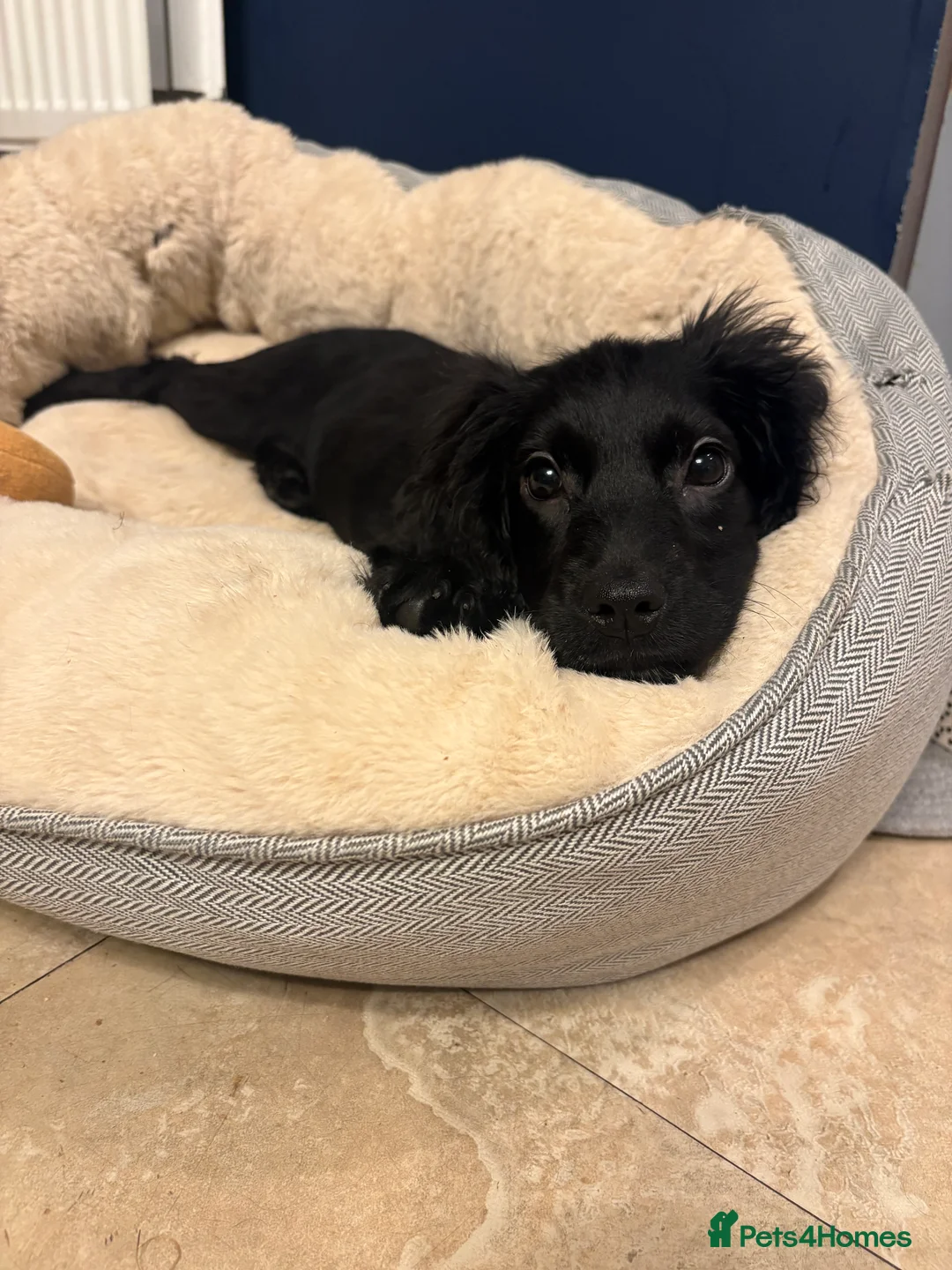 Cocker Spaniel dogs for sale: Cocker Spaniel - 4 Months Old - Advert 6