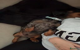 Dachshund dogs for sale: Black & Tan Dapple Dachshund - 8 month old - Image 10