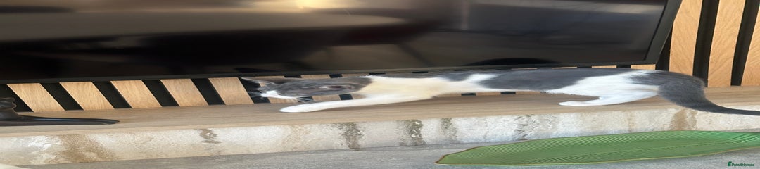 Mixed Breed Kitten 3