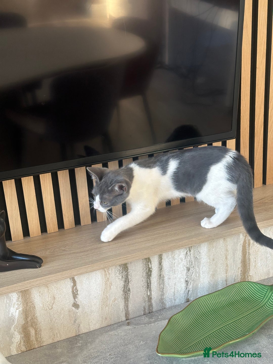 Mixed Breed cats for sale: Bengal cross Kittens  - Image 5