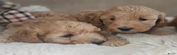 Cockapoo dogs for sale: Licenced breeder, red f1b cockapoo litter - Advert 16