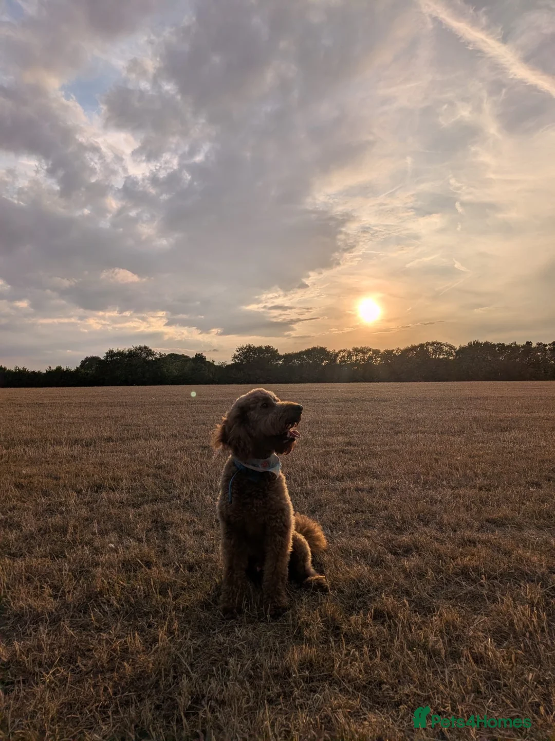 Mini Goldendoodle dogs for sale: Lovely male mini golden-doodle for rehoming! - Advert 2