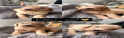 Sproodle dogs for sale: Beautiful Sprockerpoo pups 🐶  in Hull - Advert 11