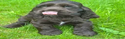 Cocker Spaniel dogs for sale: BEAURIUFL KC REG HEALTH TESTER COCKER SPANIELS  - Advert 16