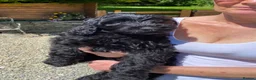 Goldendoodle dogs for sale: RENOWNED THERAPY DOG BREEDER Black Boy Available  - Advert 3
