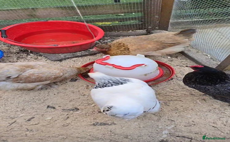 Chickens poultry - Advert 12