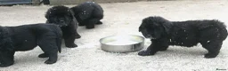 Newfoundland dogs for sale: Newfoundland puppies from Imp lines - Advert 7