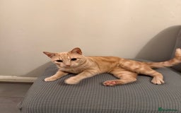 Mixed Breed cats for sale: Energetic Orange Tabby Mix Looking for a  Home  - Image 8