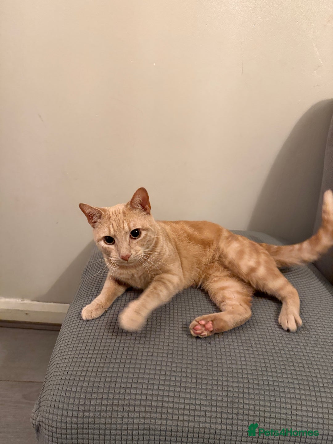 Mixed Breed cats for sale: Energetic Orange Tabby Mix Looking for a  Home  - Image 8