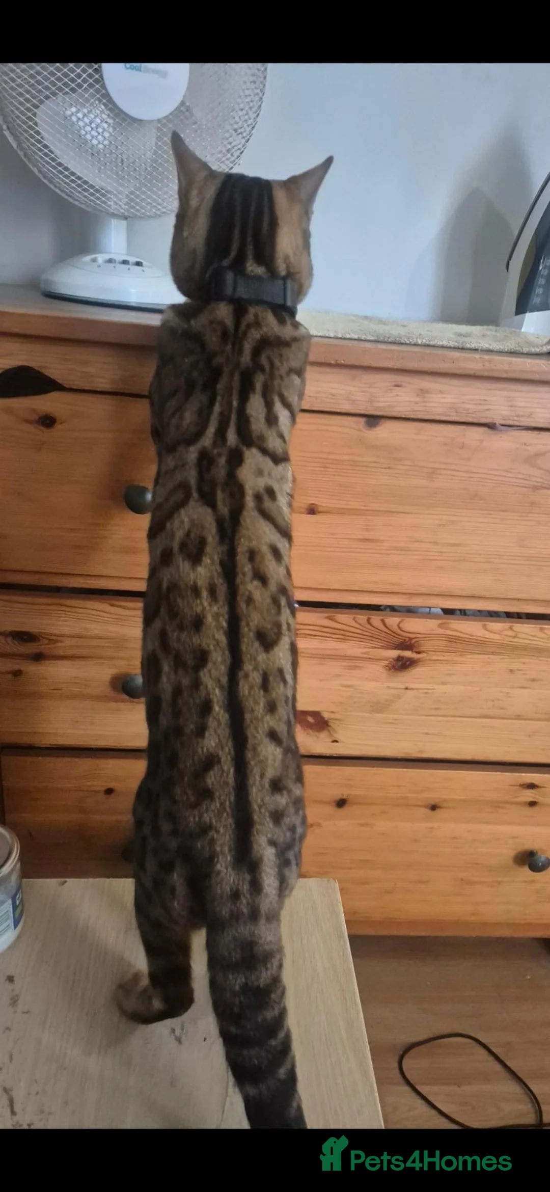Bengal cats for stud: Bengal brown male stud - Advert 3