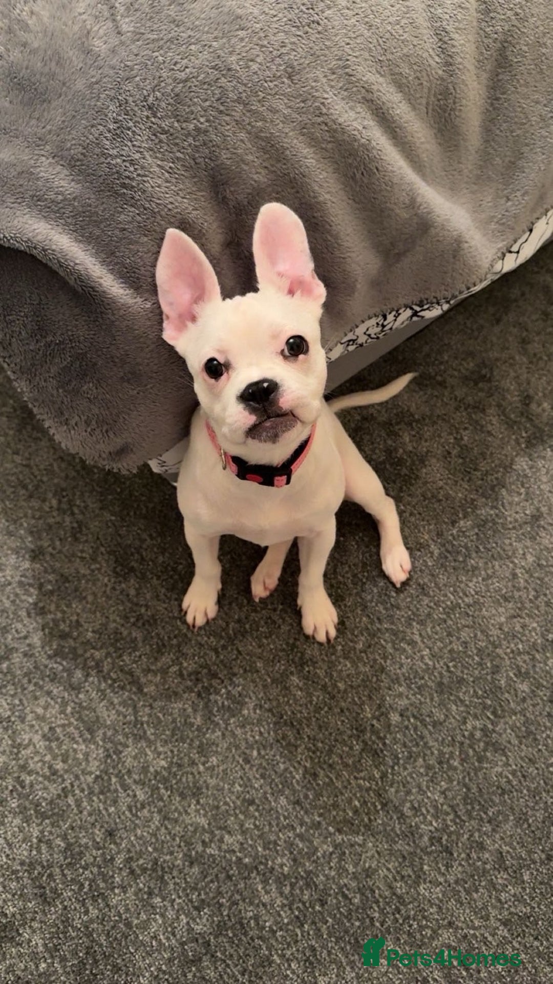 Mixed Breed dogs for sale: French bulldog cross staffy - Advert 7