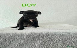 Staffordshire Bull Terrier dogs for sale: Kc reg black blue staffy puppies  - Image 10
