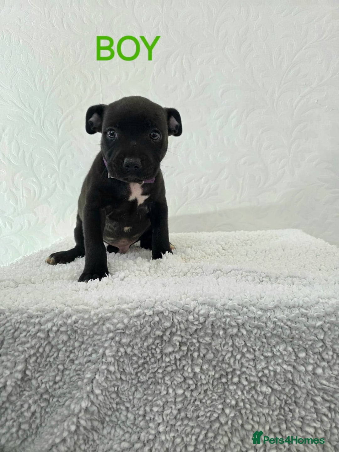 Staffordshire Bull Terrier dogs for sale: Kc reg black blue staffy puppies  - Image 10