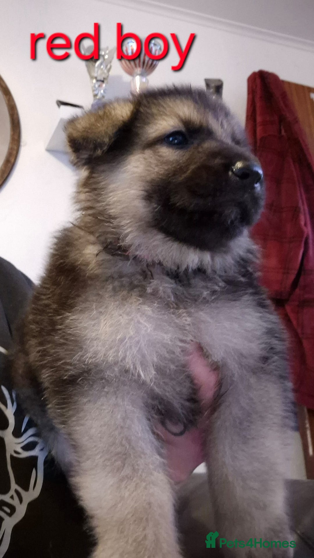 German Shepherd dogs for sale: German shepherd puppies  - Image 8