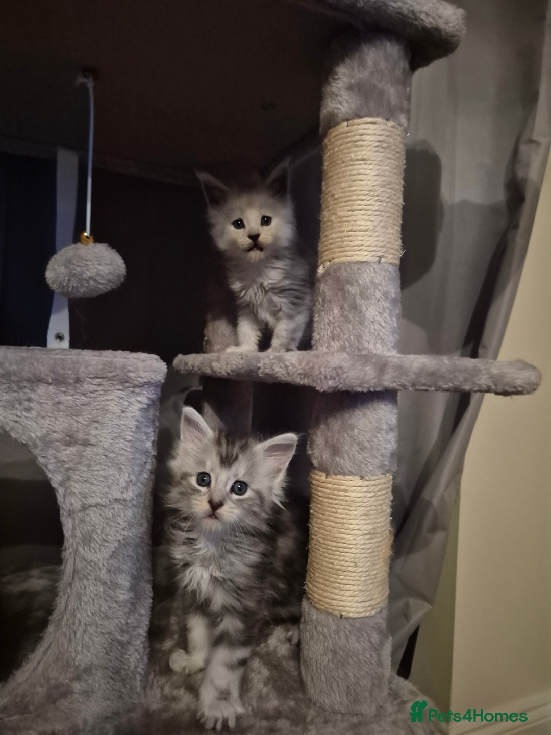 Maine Coon cats for sale: Maine Coon kittens - Advert 34