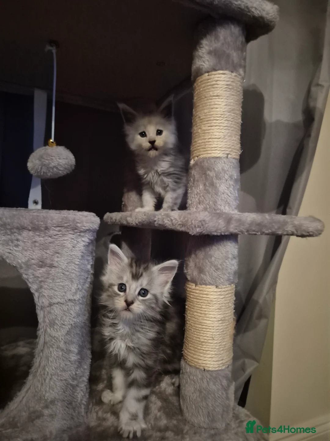 Maine Coon cats for sale: Tica registered Maine Coon kittens - Advert 34