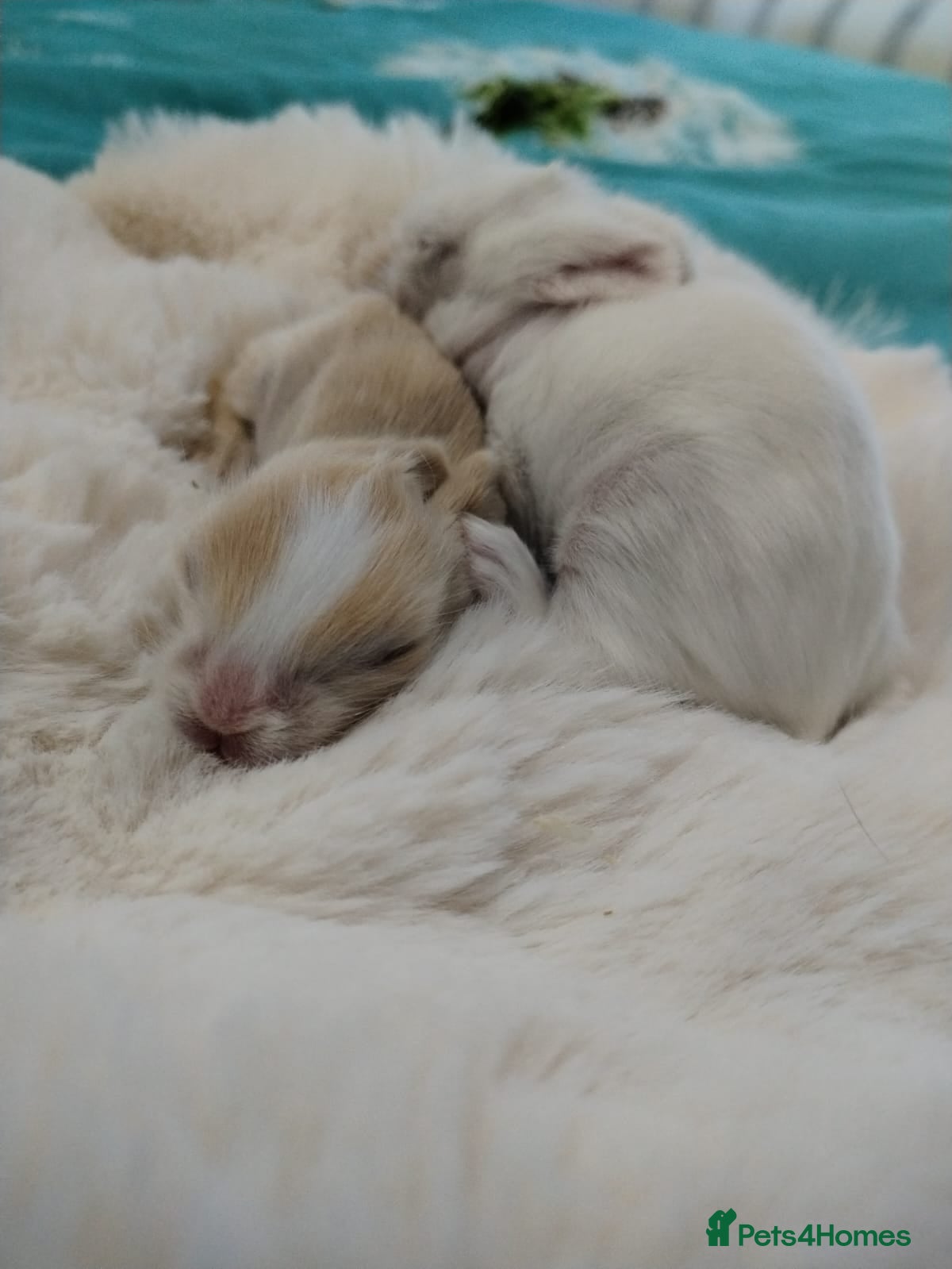 Lionhead rabbits Pure Breed Fluffy Double Mained LionHead Kits - Advert 10