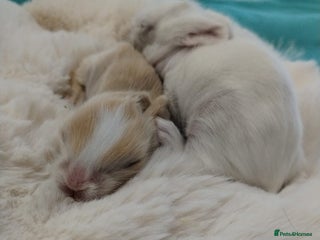 Lionhead rabbits Pure Breed Fluffy Double Mained LionHead Kits - Advert 4