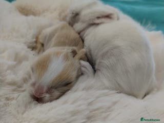 Lionhead rabbits Pure Breed Fluffy Double Mained LionHead Kits - Advert 2