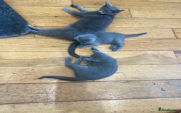 Russian Blue cats for sale: 😻😻The most adorable Russian blue kitten for sale - Image 7
