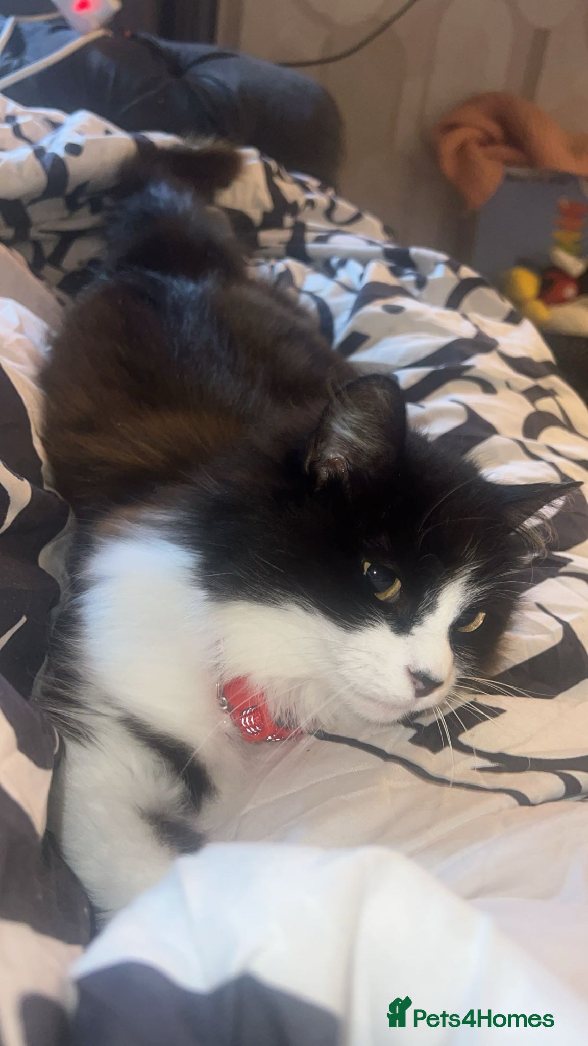 British Longhair cats 2 year old female cat  - Advert 2