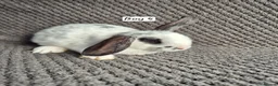 Mini Lop rabbits for sale: Mini Lop Bunnies - Advert 2