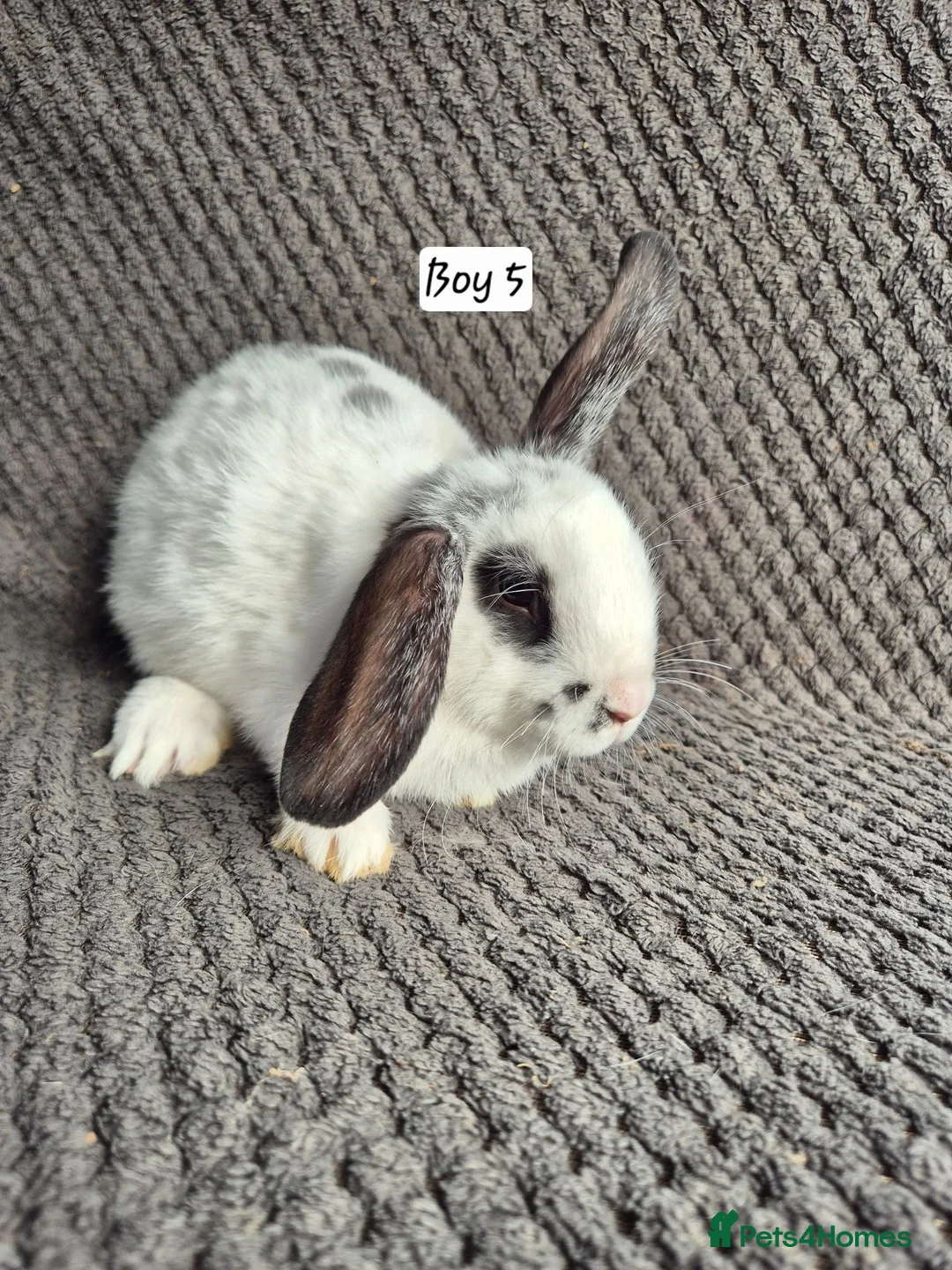 Mini Lop rabbits for sale: Mini Lop Bunnies - Advert 2