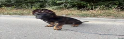 German Shepherd dogs for sale: Working Line GSD × Belgian Puppies – Ready Now - Advert 31