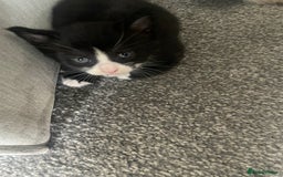 Mixed Breed cats for sale: 3 gorgeous kittens 2 long hair 1 short  - Image 10