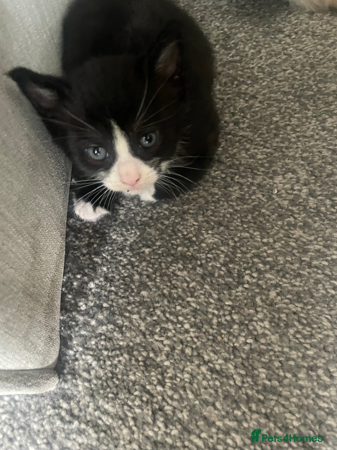 Mixed Breed cats for sale: 3 gorgeous kittens 2 long hair 1 short  - Image 10