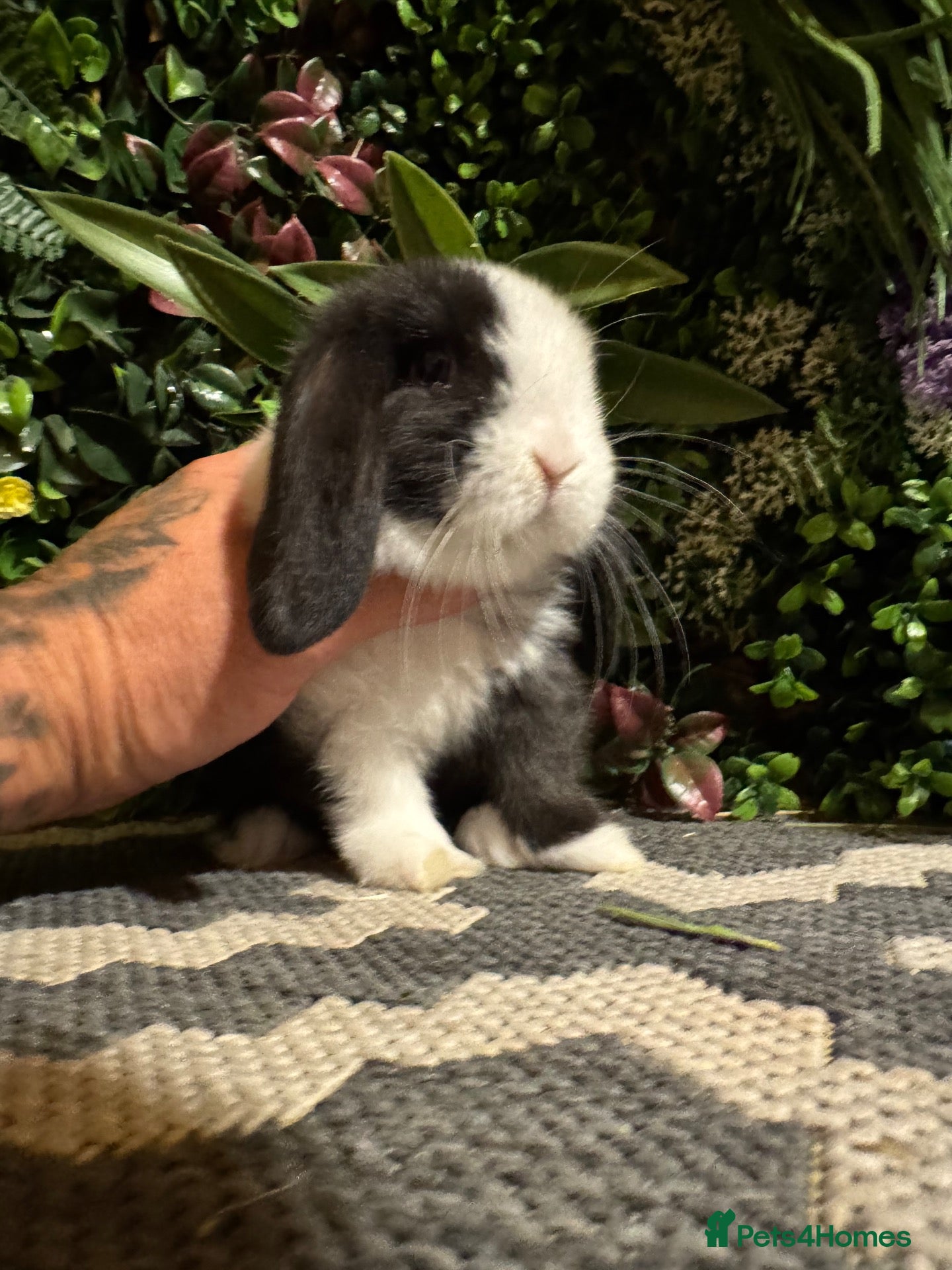 Mini Lop rabbits 🐰Pure breed mini lops ready to go 🐰 - Advert 2