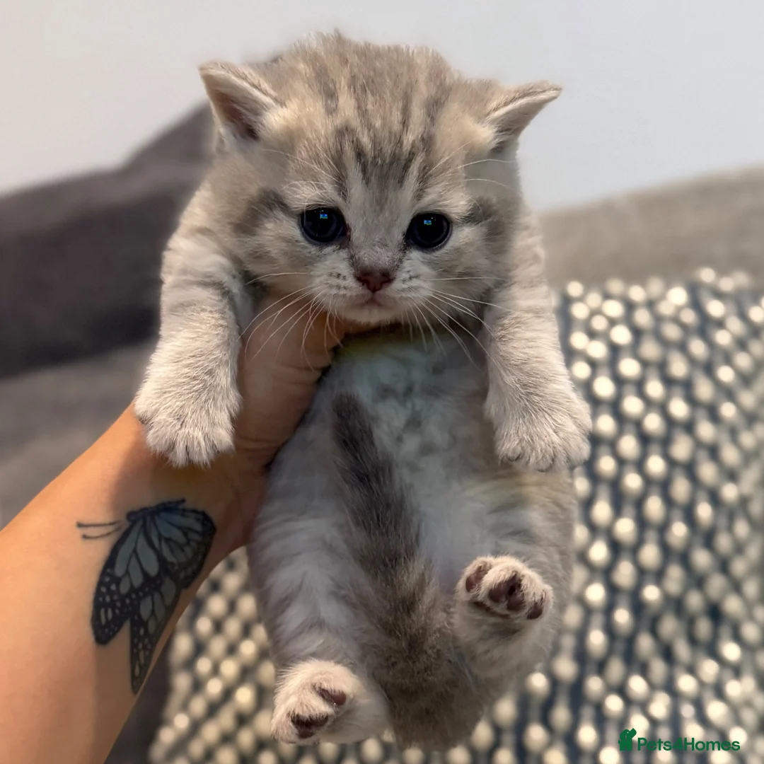Scottish Fold cats for sale: Mackerel Boy Scottish Folds - Blue/Gold Shaded - Advert 17