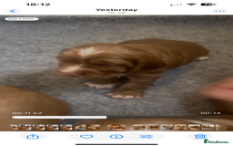 Cocker Spaniel dogs for sale: Top Quality Working Cocker Spaniels - Image 4