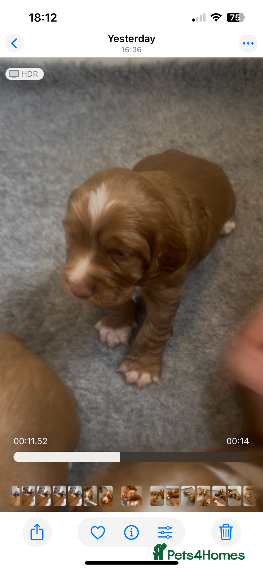 Cocker Spaniel dogs for sale: Top Quality Working Cocker Spaniels - Image 4