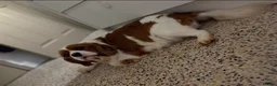 Cavalier King Charles Spaniel dogs for sale: 6 Ruby KC reg cavalier puppies  - Advert 12