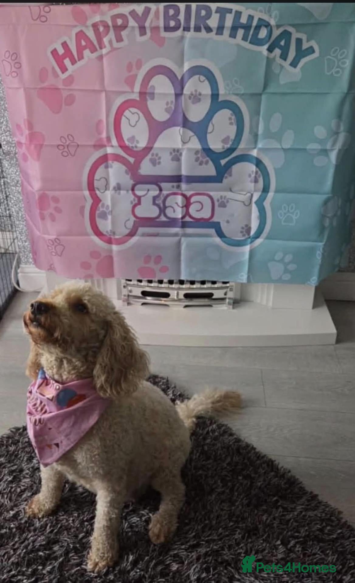 Cockapoo dogs (READY NOW!) ADORABLE  MERLE PUPS - Advert 15