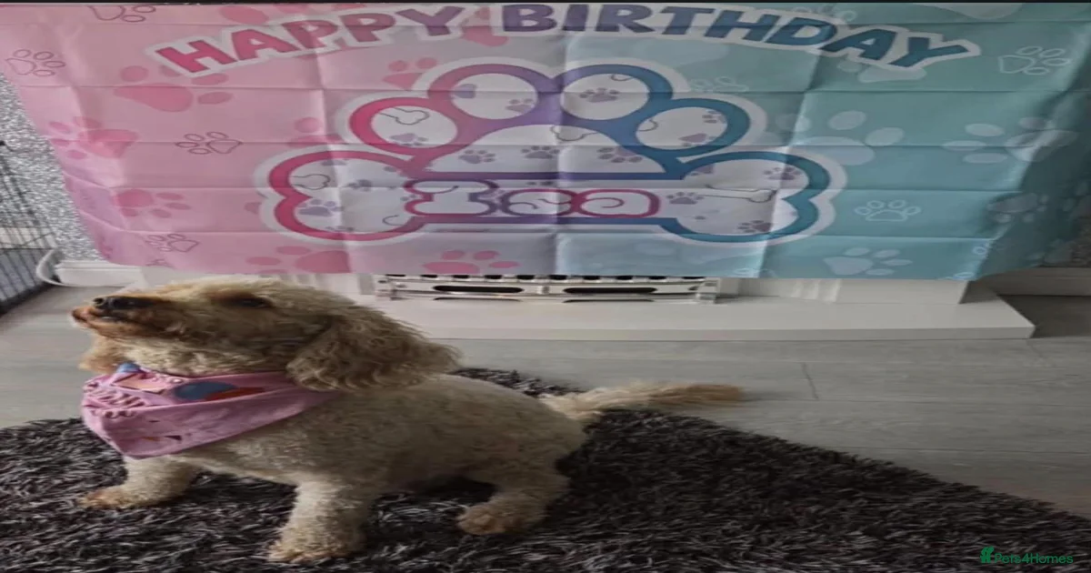 Cockapoo Puppies for sale in Glenrothes, Fife | Pets4Homes