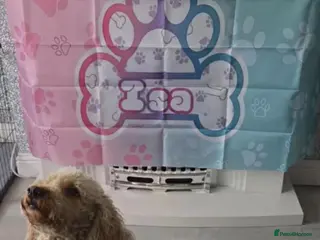 Cockapoo dogs (READY NOW!) ADORABLE MERLE PUPS - Advert 1