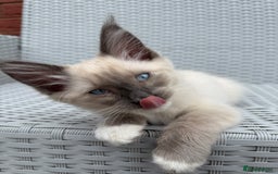 Mixed Breed cats for sale: Ragdoll x Mainecoon boy  - Image 1